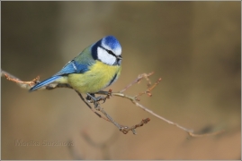 <p>SÝKORA MODŘINKA (Cyanistes caeruleus) /Eurasian blue tit - Blaumeise/</p>
